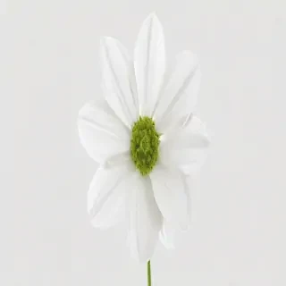 white flower transparent