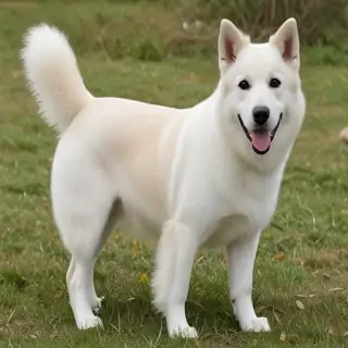 affengriffon dog breed