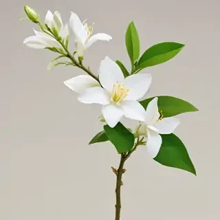 jasmine flower png