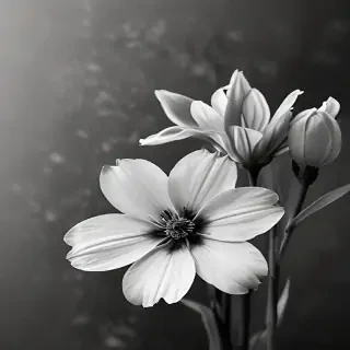 flower images black and white