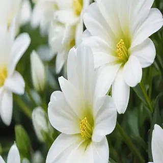 background white flower