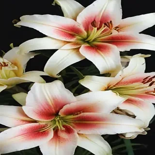 lily background