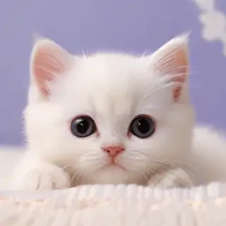 kitty wallpapers