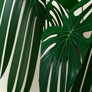 aesthetic monstera wallpaper