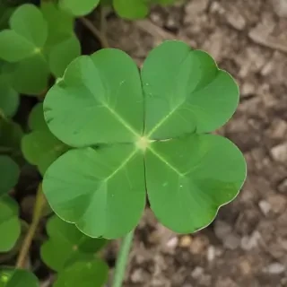 4 leaf clover