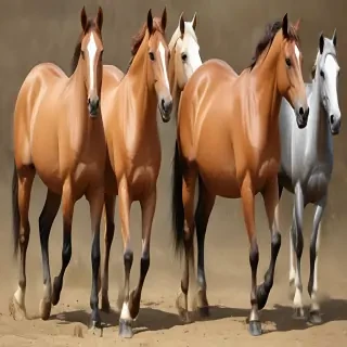 horses clip art