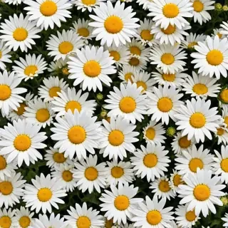 daisy background