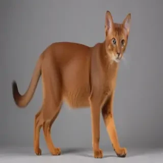 abyssinian cat breed