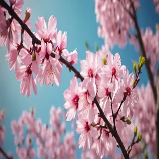 springtime iphone wallpaper