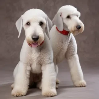 bedlington terrier