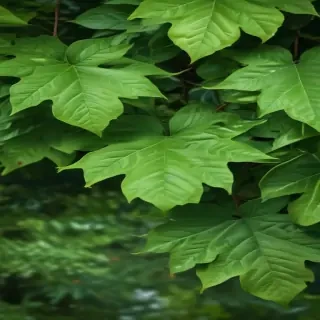 green leaves background