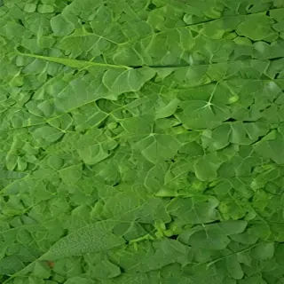 leaf background green