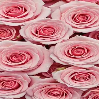 wallpaper iphone rose