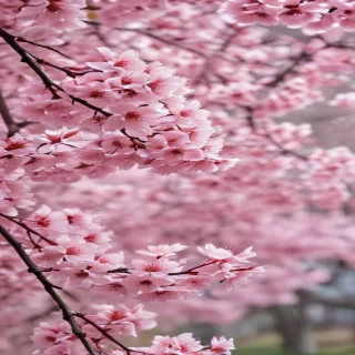 cherry blossom backgrounds