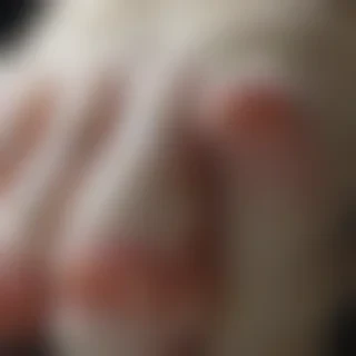 cat paw