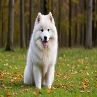 samoyed dog