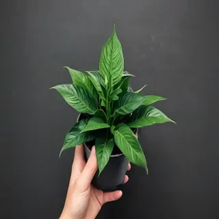 plant phone wallpaper