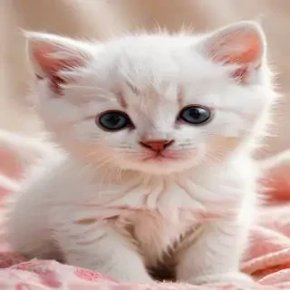kitten wallpaper