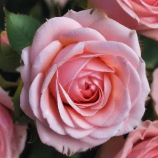 pink roses wallpaper iphone