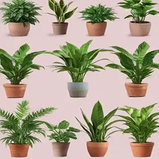 potted plants png
