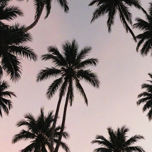 aesthetic palm tree wallpaper