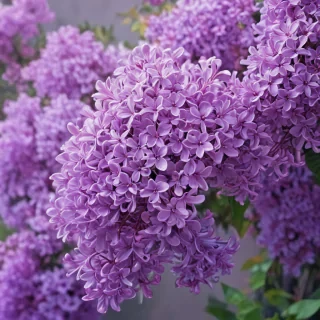 lilac iphone wallpaper