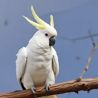 cockatoo