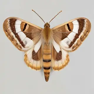 moth png