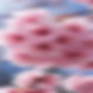 sakura blossom wallpaper