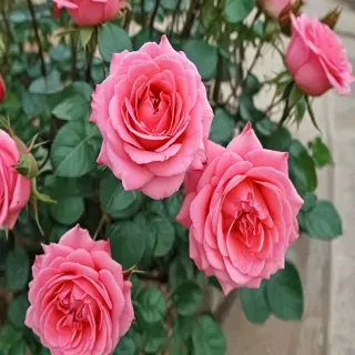 roses in background