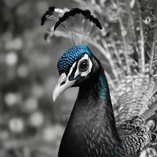 peacock black and white