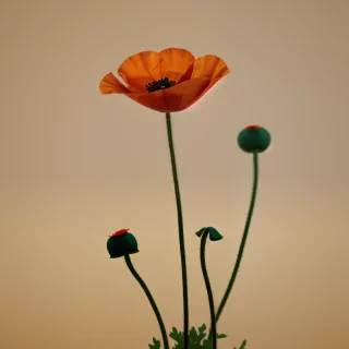 poppy flower