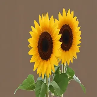 sunflowers png
