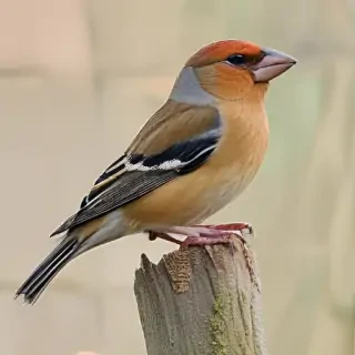 finch bird