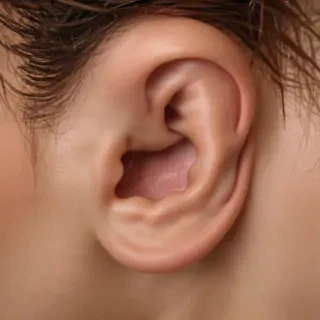 ear png