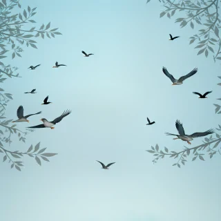birds transparent background