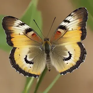 cute butterfly