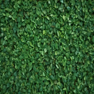 leaf background green