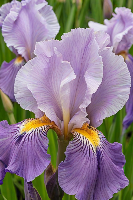 iris flower