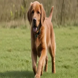 springador dog breed