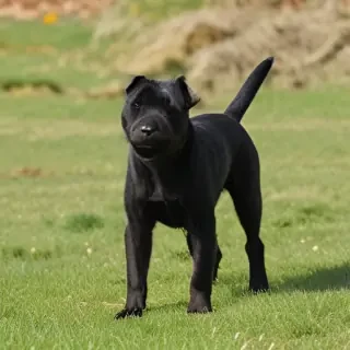 patterdale terrier