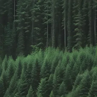 green forest aesthetic