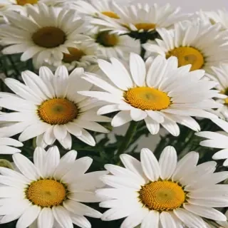 aesthetic daisy wallpaper
