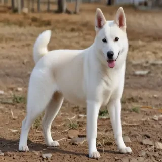 canaan dog breed