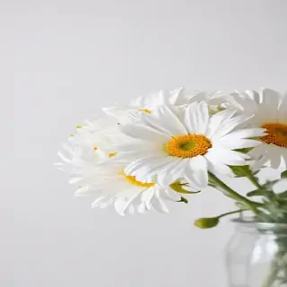 flower white background
