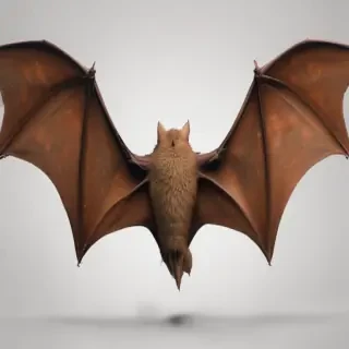 bat wings png