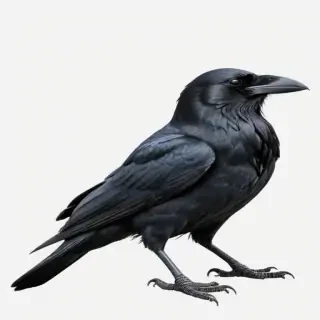 raven png