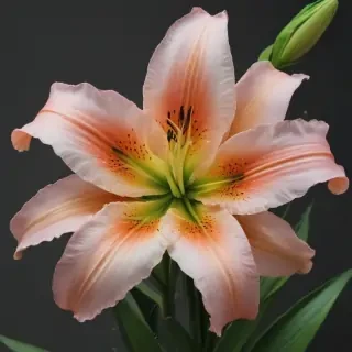 lily flower