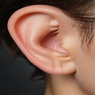 ear png