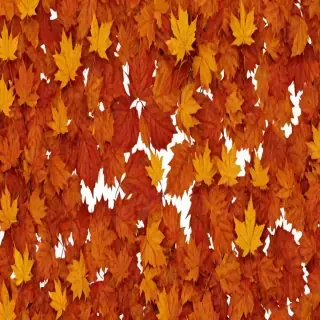 fall leaves png transparent